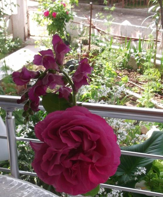 Name:  DSCF0290.jpg
Views: 332
Size:  74.7 KB