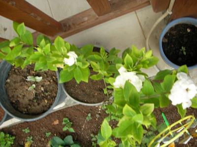 Name:  gardenya2.JPG
Views: 4396
Size:  24.3 KB