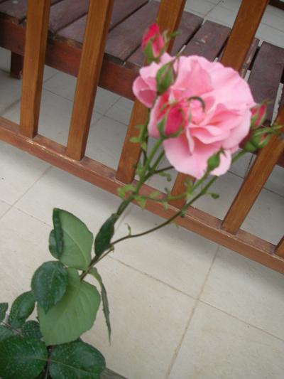 Name:  pembe gl.JPG
Views: 4243
Size:  26.3 KB