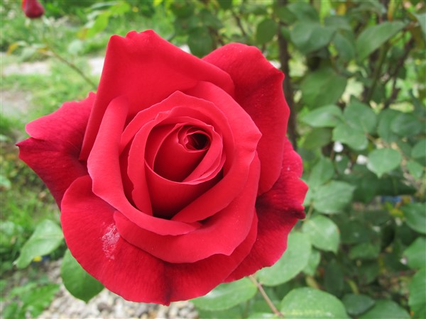 Name:  IMG_0502 (600 x 450).jpg
Views: 690
Size:  60.8 KB