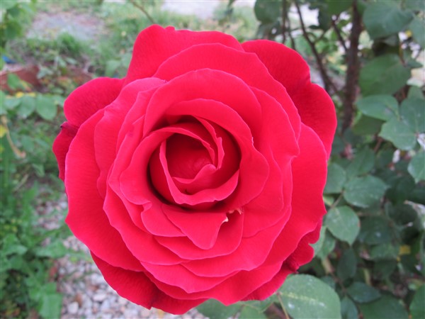 Name:  IMG_0532 (600 x 450).jpg
Views: 701
Size:  60.0 KB
