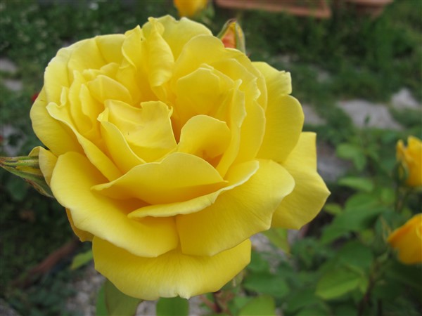 Name:  IMG_0536 (600 x 450).jpg
Views: 696
Size:  47.0 KB