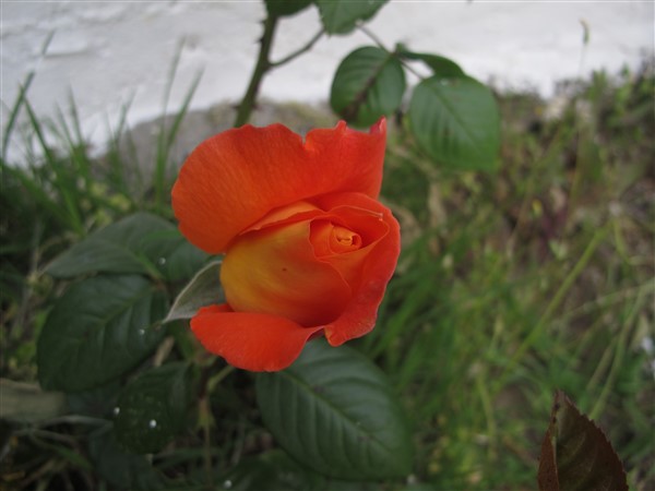 Name:  IMG_0513 (600 x 450).jpg
Views: 683
Size:  44.6 KB