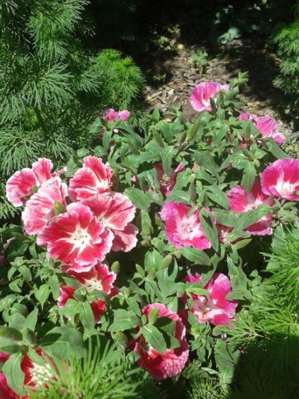 Name:  20170429_133840.jpg
Views: 332
Size:  66.4 KB