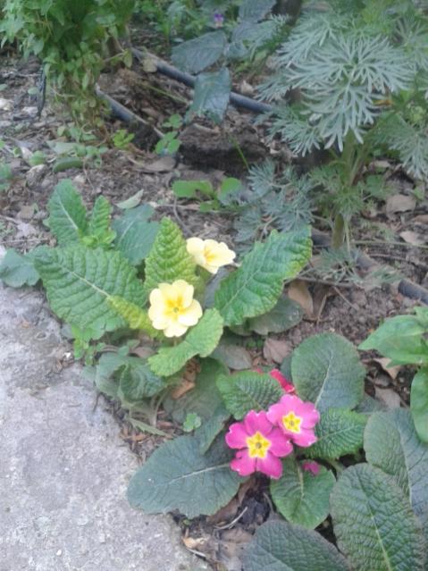 Name:  20170424_191512.jpg
Views: 351
Size:  57.3 KB