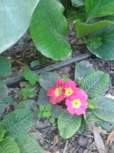 Name:  20170424_191524.jpg
Views: 356
Size:  44.6 KB