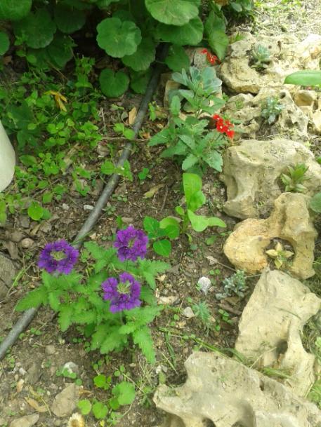 Name:  20170501_135446.jpg
Views: 353
Size:  66.2 KB