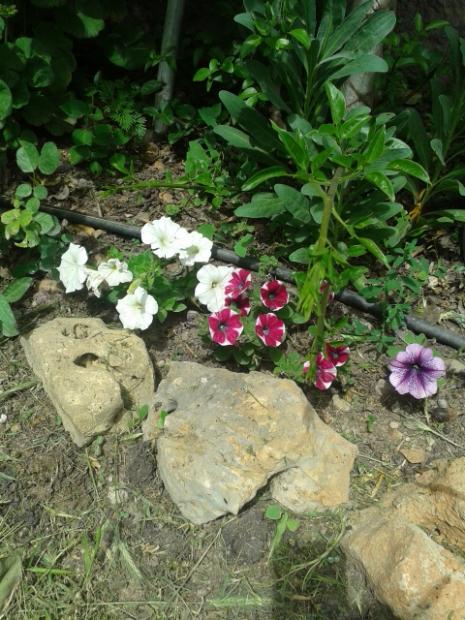 Name:  20170501_135433.jpg
Views: 327
Size:  66.1 KB