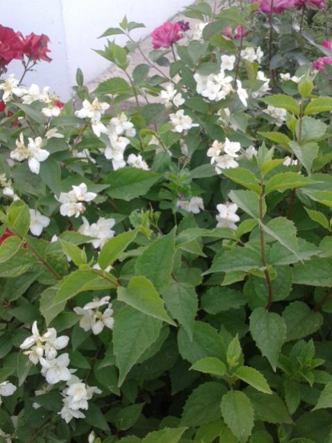 Name:  20170429_192238.jpg
Views: 348
Size:  51.9 KB