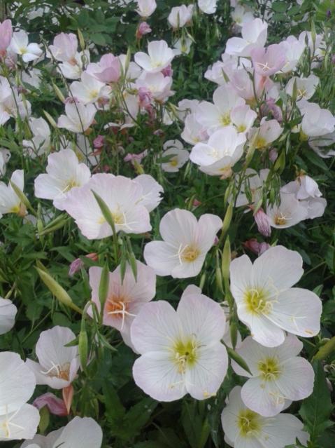 Name:  20170429_192318.jpg
Views: 326
Size:  54.5 KB