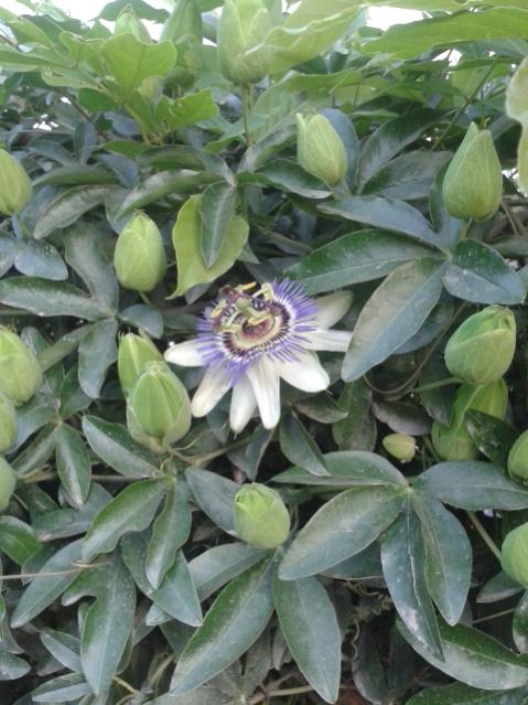 Name:  20170429_192656.jpg
Views: 354
Size:  53.9 KB