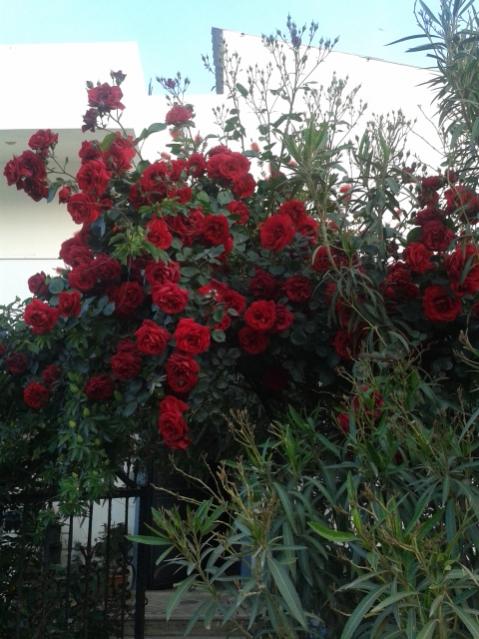Name:  20170429_192729.jpg
Views: 349
Size:  57.0 KB