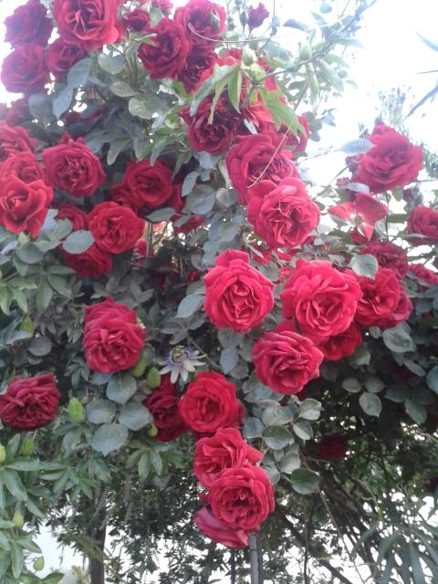 Name:  20170429_192617.jpg
Views: 343
Size:  67.5 KB