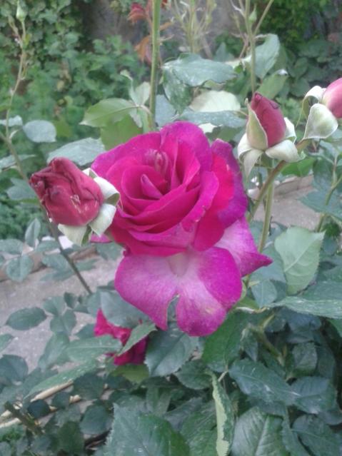 Name:  20170424_191150.jpg
Views: 334
Size:  45.5 KB