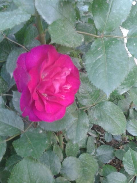 Name:  20170424_191246.jpg
Views: 328
Size:  38.7 KB