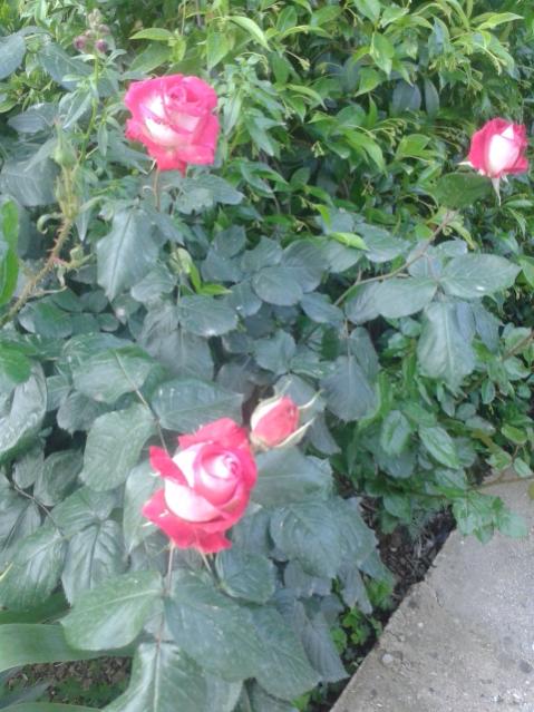 Name:  20170424_191216.jpg
Views: 358
Size:  56.8 KB