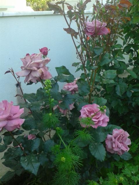 Name:  20170427_151933.jpg
Views: 328
Size:  50.0 KB