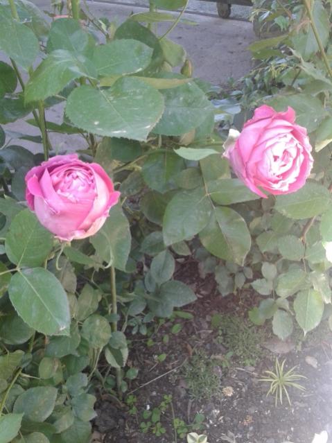Name:  20170427_151952.jpg
Views: 343
Size:  48.9 KB