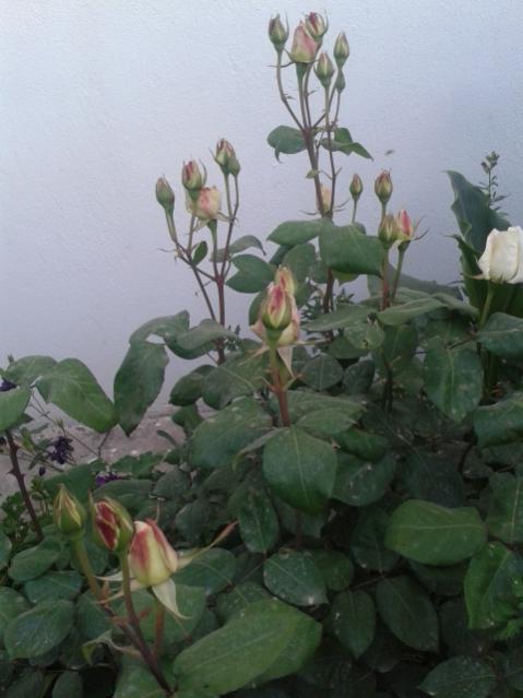 Name:  20170429_192933.jpg
Views: 328
Size:  37.5 KB