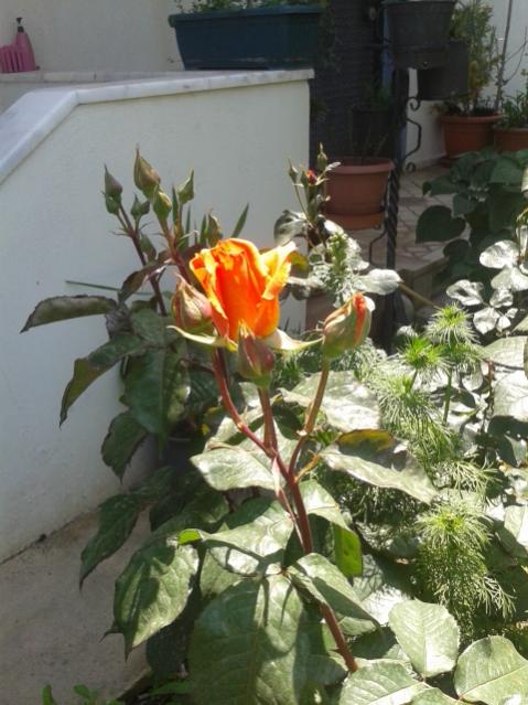 Name:  20170429_134020.jpg
Views: 321
Size:  52.4 KB
