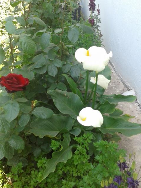 Name:  20170429_134548.jpg
Views: 336
Size:  50.2 KB