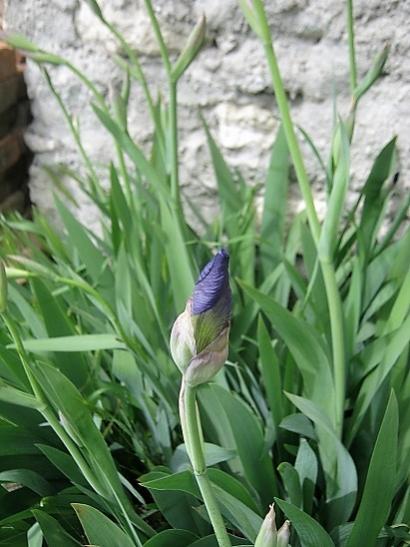 Name:  iris--.jpg
Views: 679
Size:  40.2 KB