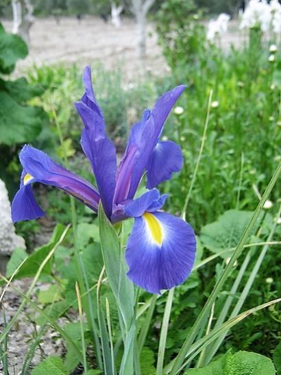 Name:  iris1.jpg
Views: 649
Size:  44.1 KB