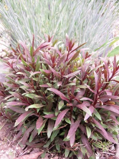 Name:  gaura.jpg
Views: 706
Size:  55.2 KB