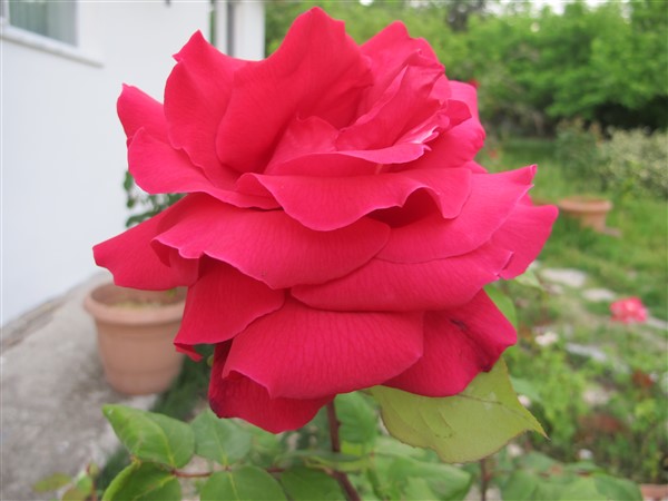 Name:  IMG_0605 (600 x 450).jpg
Views: 631
Size:  50.2 KB