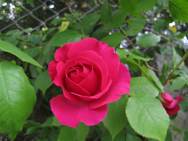 Name:  IMG_0567 (600 x 450).jpg
Views: 605
Size:  59.6 KB