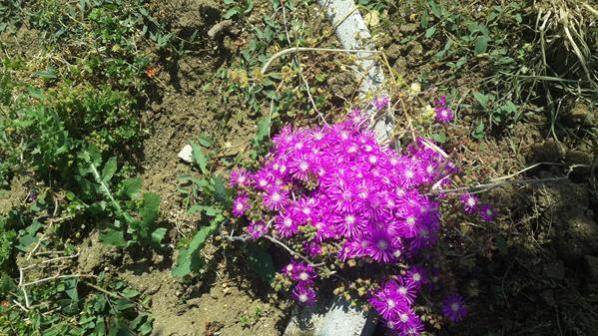 Name:  20170504_145808 (Copy).jpg
Views: 788
Size:  63.5 KB