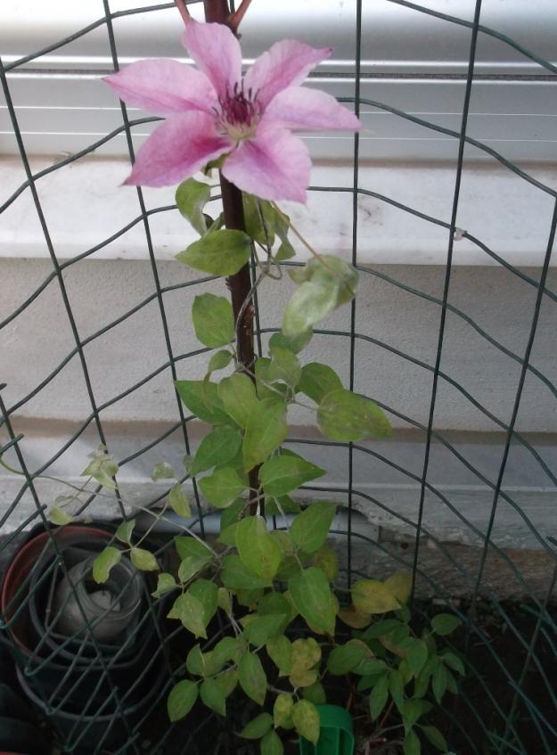 Name:  DSCF0306.jpg
Views: 559
Size:  71.6 KB