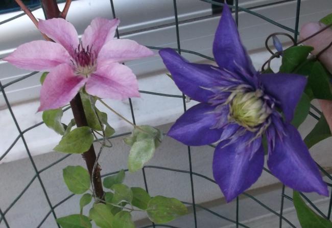 Name:  DSCF0303.jpg
Views: 554
Size:  38.6 KB