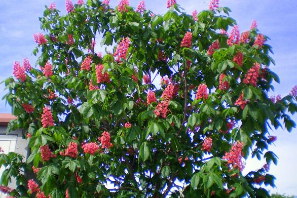 Name:  100_0255.jpg
Views: 521
Size:  71.3 KB