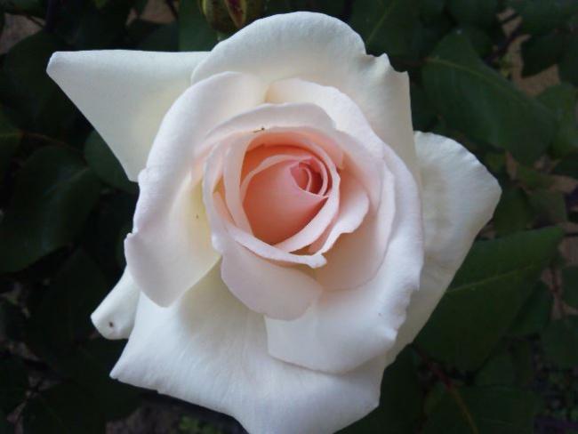 Name:  gu1.jpg
Views: 447
Size:  25.8 KB