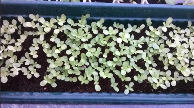 Name:  zinnia fide 05.05.2017.jpg
Views: 999
Size:  57.4 KB