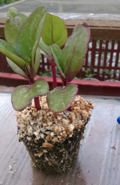 Name:  malabar spana 05.05.2017.jpg
Views: 991
Size:  33.7 KB