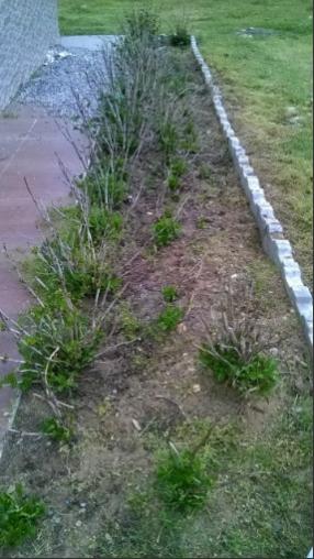 Name:  ortanca 30.04.2017.jpg
Views: 977
Size:  32.1 KB