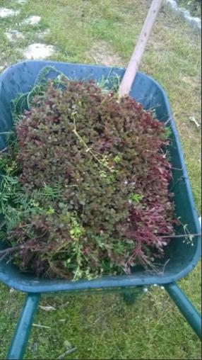Name:  sedum-1- 30.04.2017.jpg
Views: 953
Size:  34.8 KB