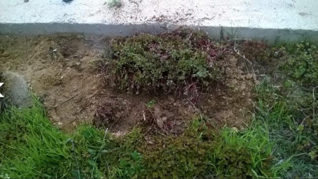 Name:  sedum0- 30.04.2017.jpg
Views: 954
Size:  53.6 KB