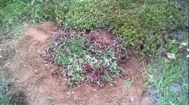 Name:  sedum0,5 -30.04.2017.jpg
Views: 956
Size:  69.5 KB