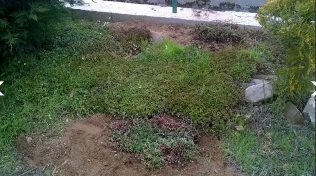 Name:  sedum 30.04.2017.jpg
Views: 950
Size:  55.7 KB