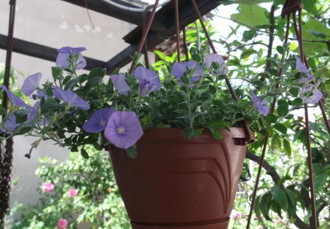 Name:  DSCF0339.jpg
Views: 415
Size:  56.6 KB