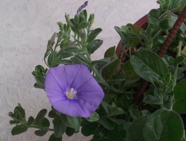 Name:  DSCF0324.jpg
Views: 401
Size:  38.8 KB