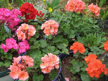 Name:  IMG_8351.JPG
Views: 1018
Size:  47.6 KB