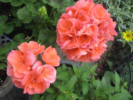Name:  IMG_8356.JPG
Views: 1039
Size:  36.6 KB