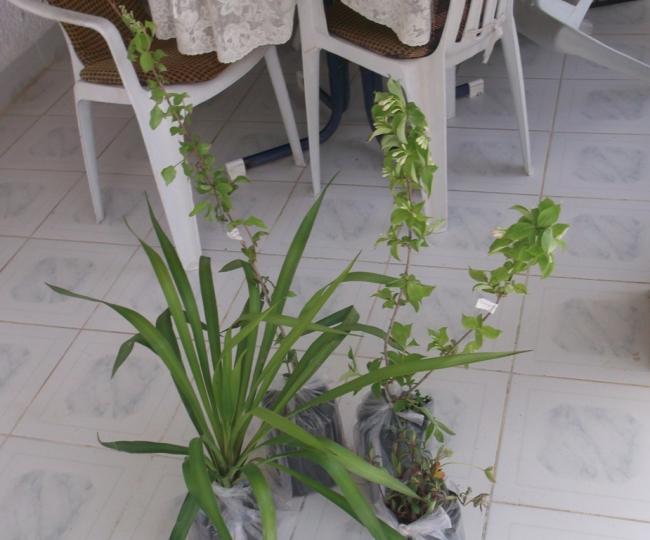 Name:  DSCF0342.jpg
Views: 407
Size:  42.5 KB