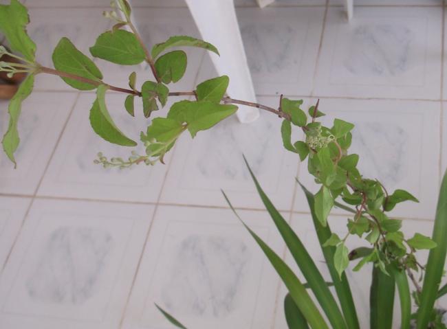 Name:  DSCF0344.jpg
Views: 393
Size:  29.2 KB