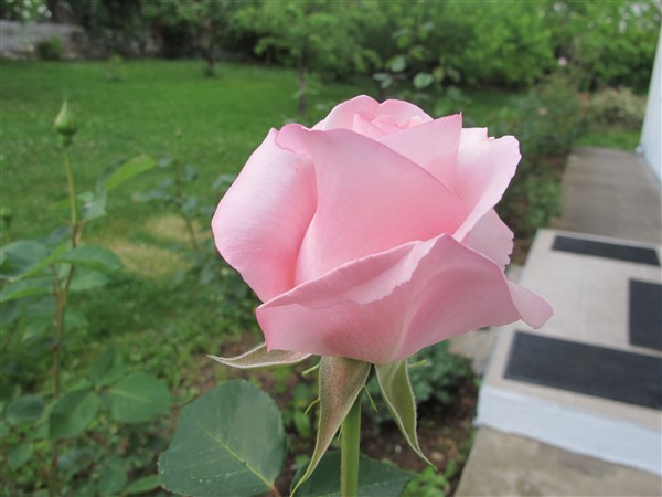 Name:  IMG_0643 (600 x 450).jpg
Views: 461
Size:  51.6 KB