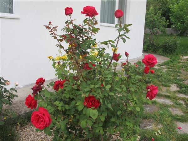 Name:  IMG_0632 (600 x 450).jpg
Views: 465
Size:  51.6 KB